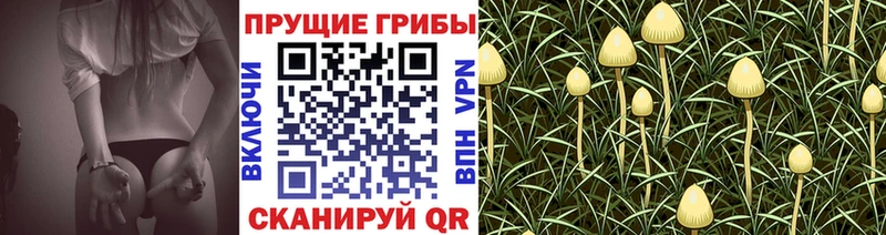 дарк нет какой сайт  мега как зайти  Кировград  где можно купить   Галлюциногенные грибы Psilocybine cubensis 